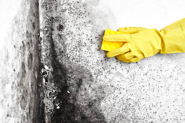 Biohazard Mold Removal in Bruceton, TN