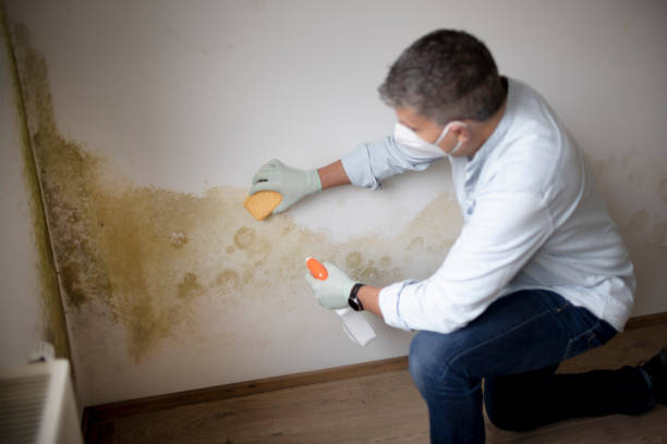 Best Mold Prevention Services  in Bruceton, TN